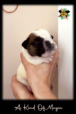 Les chiots de Bulldog Anglais