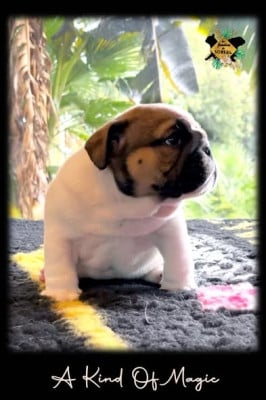 Les chiots de Bulldog Anglais