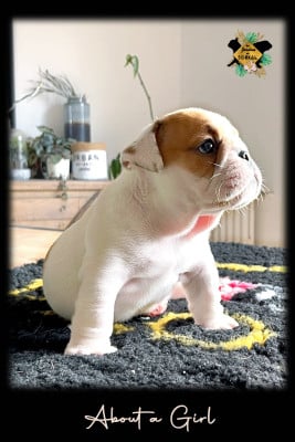 Les chiots de Bulldog Anglais