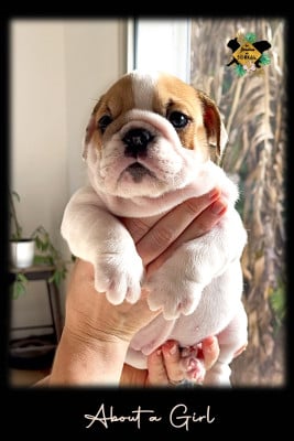Les chiots de Bulldog Anglais