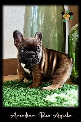 Les chiots de Bouledogue français