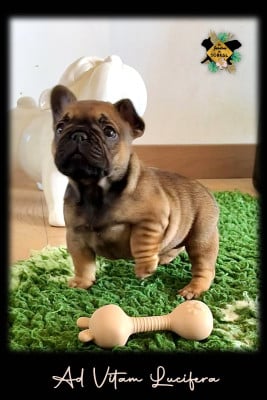 Les chiots de Bouledogue français