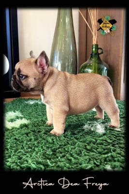 Les chiots de Bouledogue français