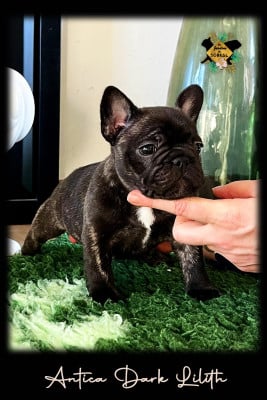 Les chiots de Bouledogue français