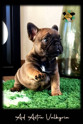 Les chiots de Bouledogue français