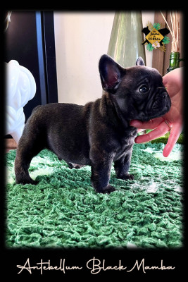 Les chiots de Bouledogue français