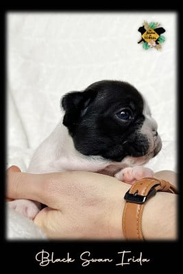 Les chiots de Bouledogue français