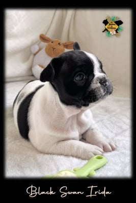 Les chiots de Bouledogue français