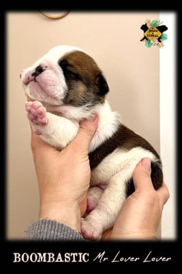 Les chiots de Bulldog Anglais