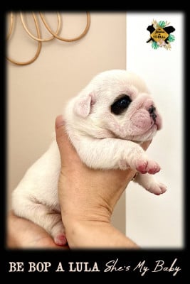 Les chiots de Bulldog Anglais