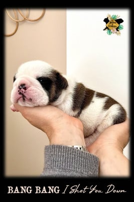 Les chiots de Bulldog Anglais