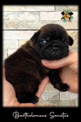 Les chiots de Bouledogue français