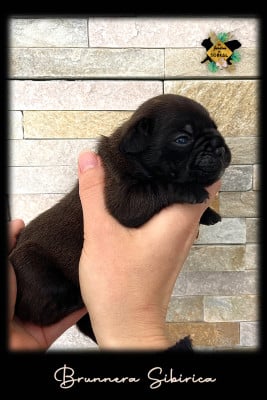 Les chiots de Bouledogue français