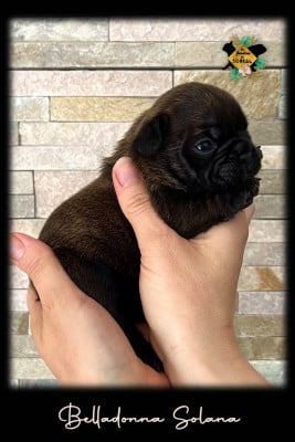 Les chiots de Bouledogue français