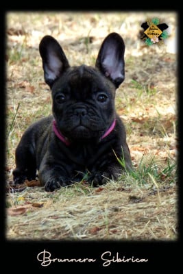 Les chiots de Bouledogue français