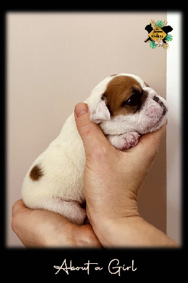 Les chiots de Bulldog Anglais