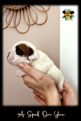 Les chiots de Bulldog Anglais