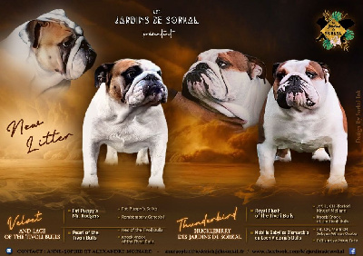 Les chiots de Bulldog Anglais