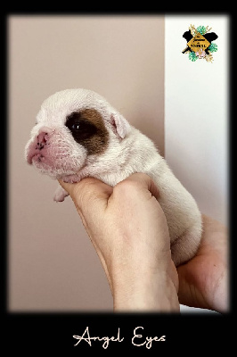 Les chiots de Bulldog Anglais