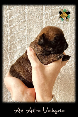 Les chiots de Bouledogue français