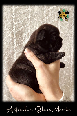 Les chiots de Bouledogue français