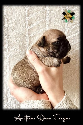 Les chiots de Bouledogue français