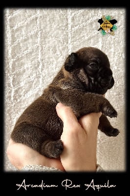 Les chiots de Bouledogue français