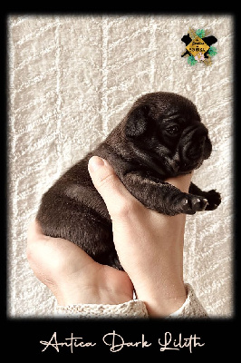 Les chiots de Bouledogue français