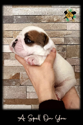 Les chiots de Bulldog Anglais