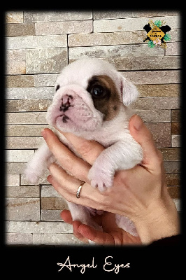 Les chiots de Bulldog Anglais