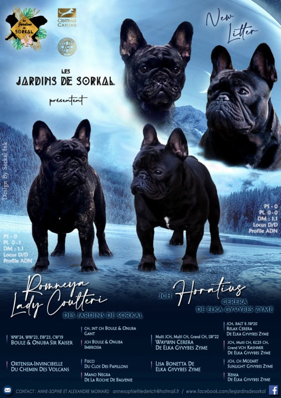 Bouledogue français - Des Jardins De Sorkal