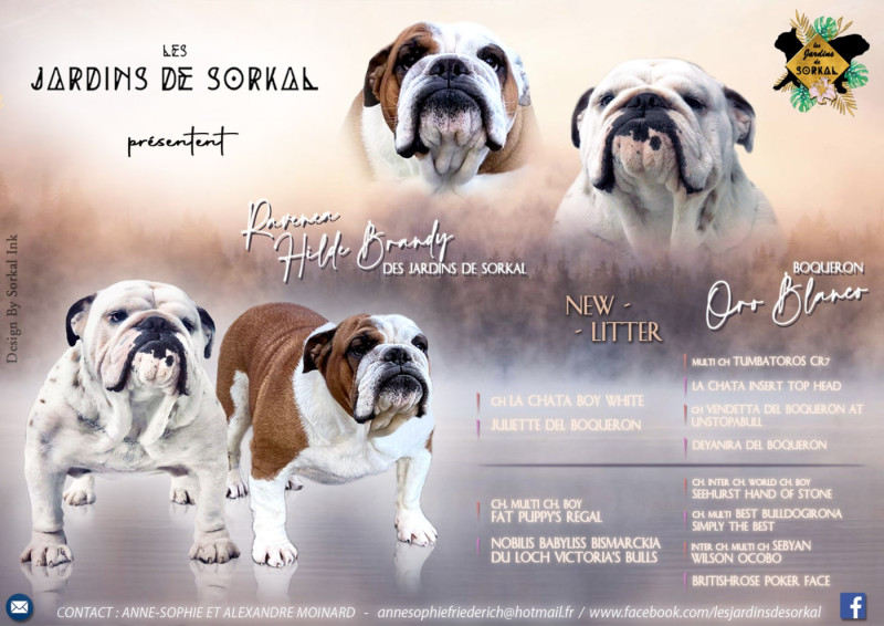 Bulldog Anglais - Des Jardins De Sorkal