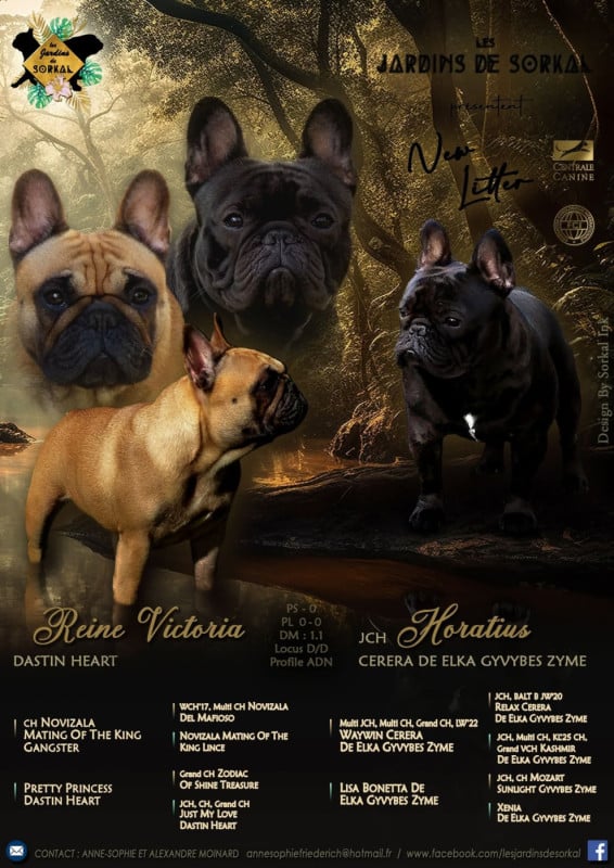 Bouledogue français - Des Jardins De Sorkal