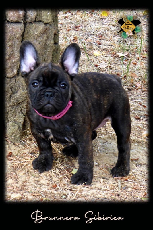 Bouledogue français - Des Jardins De Sorkal