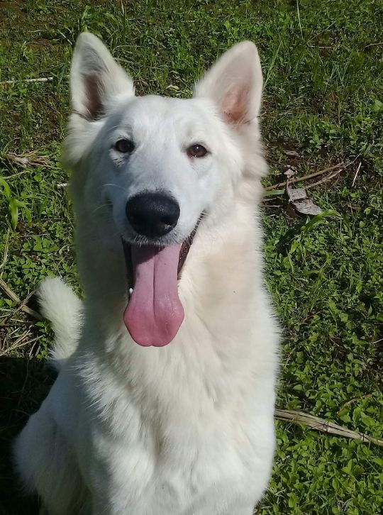 Nizza'n la bella Du Mont De Sène - Test d'aptitude naturelle validé