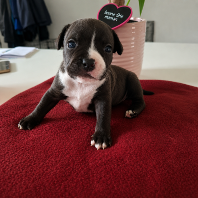 Les chiots de Staffordshire Bull Terrier