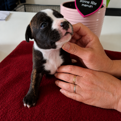 Les chiots de Staffordshire Bull Terrier