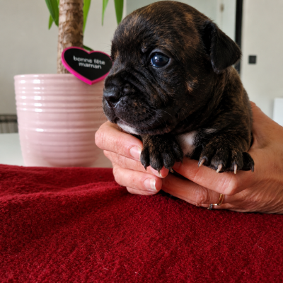 Les chiots de Staffordshire Bull Terrier