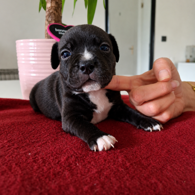 Les chiots de Staffordshire Bull Terrier