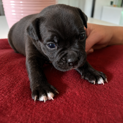 Les chiots de Staffordshire Bull Terrier