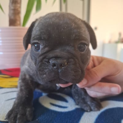 Les chiots de Bouledogue français