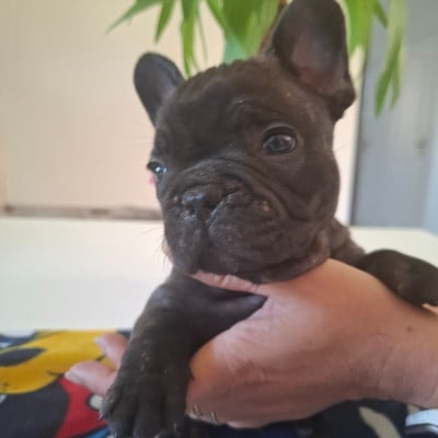 Les chiots de Bouledogue français