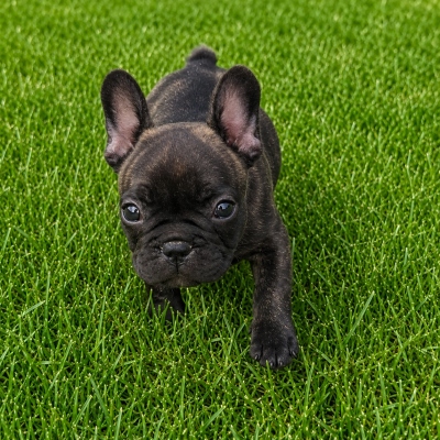 Les chiots de Bouledogue français