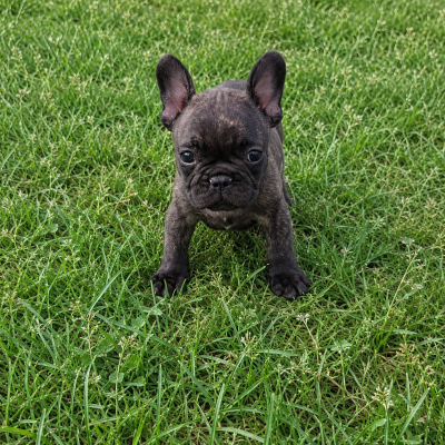 Les chiots de Bouledogue français