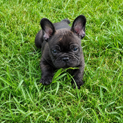 Les chiots de Bouledogue français
