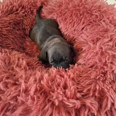 Les chiots de Staffordshire Bull Terrier