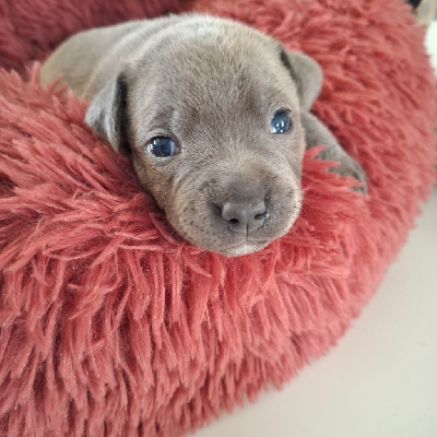Les chiots de Staffordshire Bull Terrier