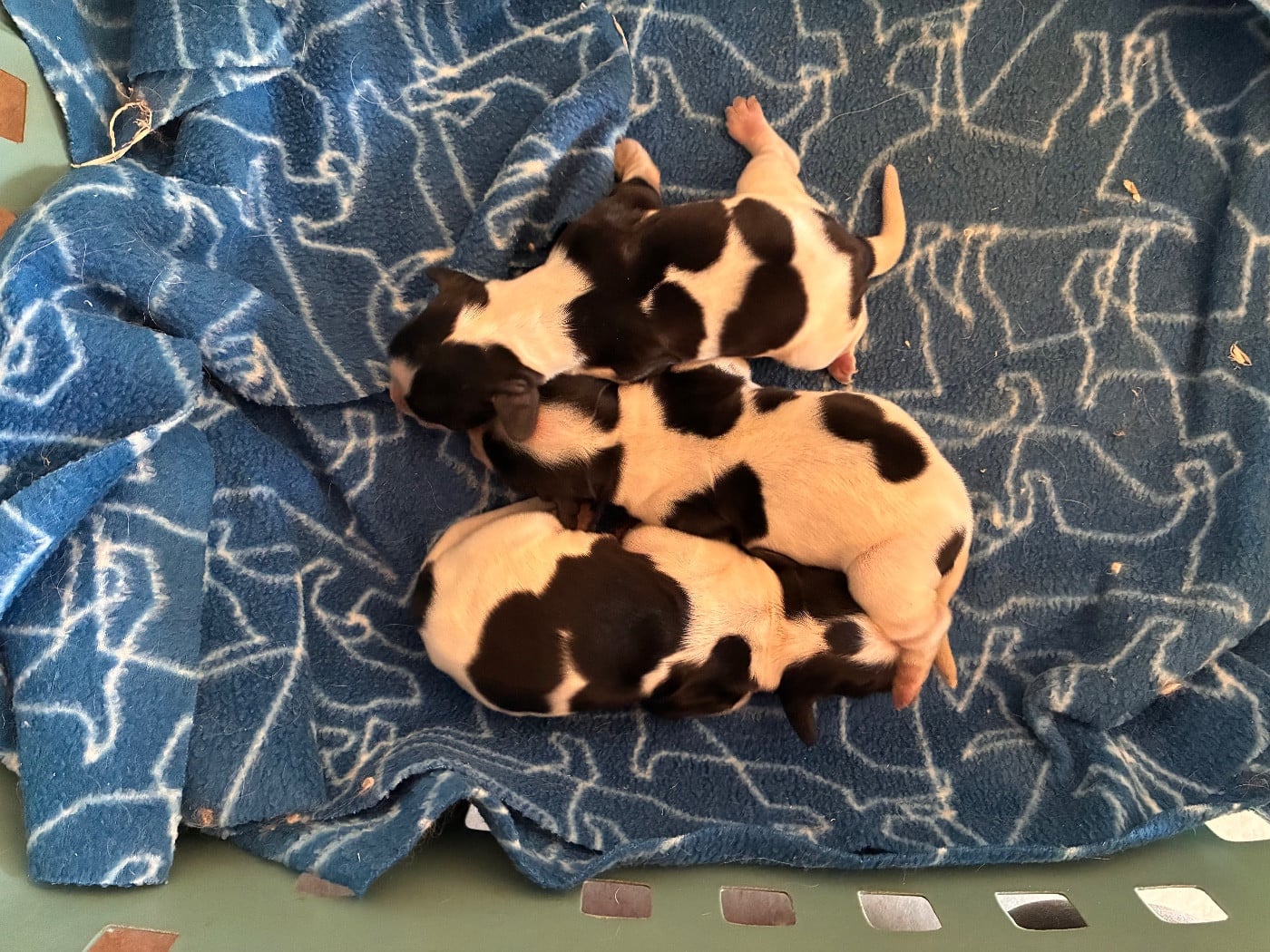 Cocker Spaniel Anglais - des étangs de Fly