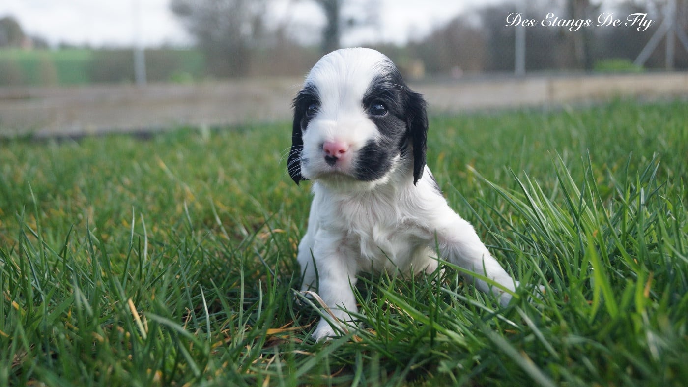 Cocker Spaniel Anglais - des étangs de Fly