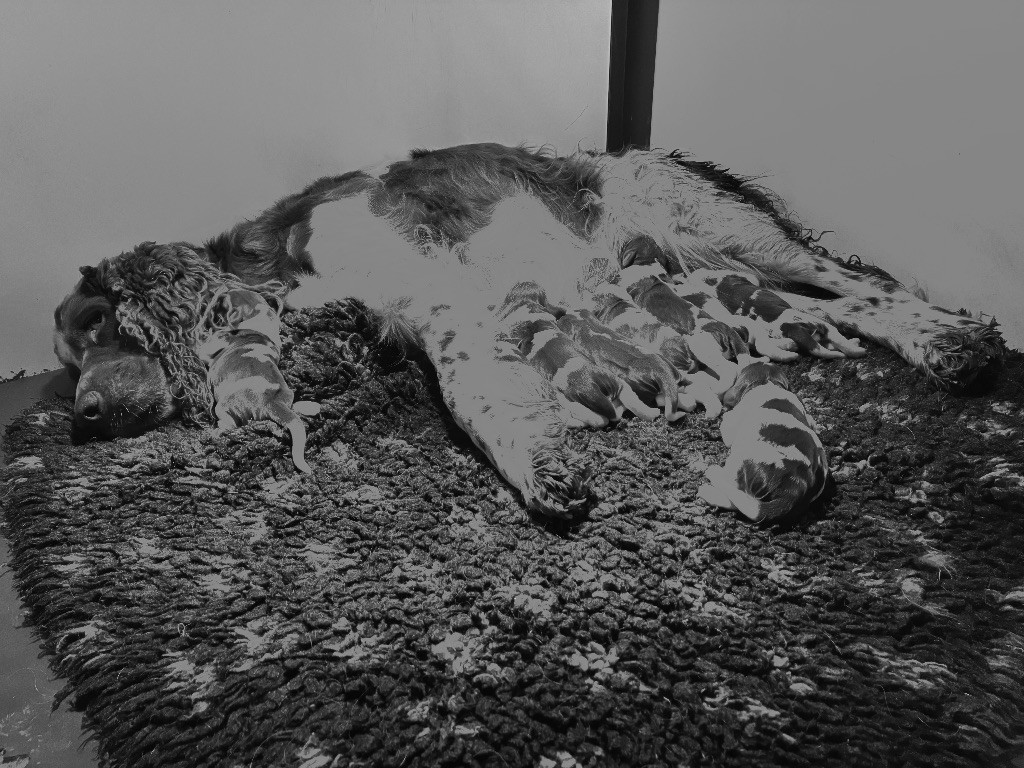 English Springer Spaniel - des étangs de Fly